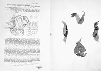 Taphrina deformans image